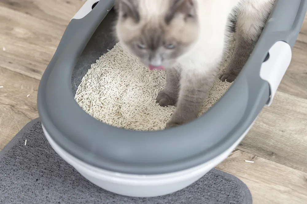 Tofu-Katzenstreu, klumpend